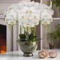 200 PCS Seeds Phalaenopsis Orchid Bonsai Butterfly Orchid Potted Plant