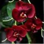200 PCS Seeds Phalaenopsis Orchid Bonsai Butterfly Orchid Potted Plant