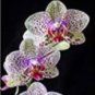 200 PCS Seeds Phalaenopsis Orchid Bonsai Butterfly Orchid Potted Plant