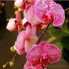 100 PCS Seeds Phalaenopsis Orchid Phalaenopsis Plants Bonsai hydroponic Flower