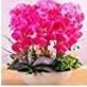 100 PCS Seeds Phalaenopsis Orchid Phalaenopsis Plants Bonsai hydroponic Flower