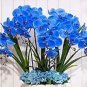 100 PCS Seeds Phalaenopsis Orchid Phalaenopsis Plants Bonsai hydroponic Flower
