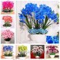 100 PCS Seeds Phalaenopsis Orchid Phalaenopsis Plants Bonsai hydroponic Flower
