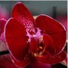 100 PCS Seeds Phalaenopsis Orchid Seeds Dark Red Flowers with Pink Red 100 PCS Seeds Phalaenopsis Orchid Seeds Dark Red Flowers with Pink Red