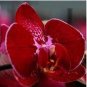 100 PCS Seeds Phalaenopsis Orchid Seeds Dark Red Flowers with Pink Red