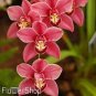100 PCS Seeds Phalaenopsis Orchid Seeds Dark Red Flowers with Pink Red