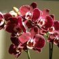 100 PCS Seeds Phalaenopsis Orchid Seeds Dark Red Flowers with Pink Red