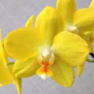 100 PCS Seeds Phalaenopsis Orchid Seeds Mini Type Yellow Flowers