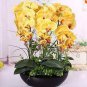 100 PCS Seeds Phalaenopsis Orchid Seeds Mini Type Yellow Flowers