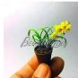100 PCS Seeds Phalaenopsis Orchid Seeds Mini Type Yellow Flowers