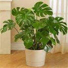 100 PCS Seeds Philodendron Bonsai Vine Leaf Indoor Plants Anti Radiation Absorb dust Tree Bonsa 100 PCS Seeds Philodendron Bonsai Vine Leaf Indoor Plants Anti Radiation Absorb dust Tree Bonsa