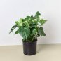 100 PCS Seeds Philodendron Bonsai Vine Leaf Indoor Plants Anti Radiation Absorb dust Tree Bonsa