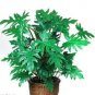 100 PCS Seeds Philodendron Bonsai Vine Leaf Indoor Plants Anti Radiation Absorb dust Tree Bonsa