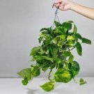 100 PCS Seeds Philodendron Bonsai, Vine Leaf, Indoor Plants Anti Radiation Absorb dust Tree Bonsai 100 PCS Seeds Philodendron Bonsai, Vine Leaf, Indoor Plants Anti Radiation Absorb dust Tree Bonsai