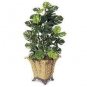 100 PCS Seeds Philodendron Bonsai, Vine Leaf, Indoor Plants Anti Radiation Absorb dust Tree Bonsai