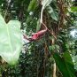100 PCS Seeds Philodendron Erubescens