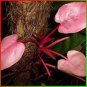 100 PCS Seeds Philodendron Erubescens