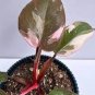 100 PCS Seeds Philodendron Erubescens