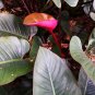 100 PCS Seeds Philodendron Erubescens