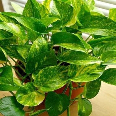 100 PCS Seeds Philodendron Plant