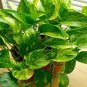 100 PCS Seeds Philodendron Plant