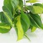 100 PCS Seeds Philodendron Plant