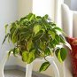 100 PCS Seeds Philodendron Plant