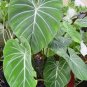 100 PCS Seeds Philodendron Plant