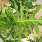 200 PCS Seeds Philodendron Tree 200 PCS Seeds Philodendron Tree