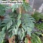 200 PCS Seeds Philodendron Tree