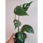 200 PCS Seeds Philodendron Tree
