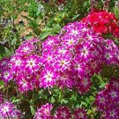 100 PCS Seeds Phlox Drummondii Cuspidata Flower 100 PCS Seeds Phlox Drummondii Cuspidata Flower