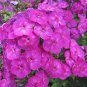100 PCS Seeds Phlox Drummondii Cuspidata Flower