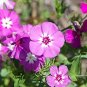 100 PCS Seeds Phlox Drummondii Cuspidata Flower