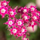 200 PCS Seeds Phlox Flower Outdoor Bonsai Plant for Home Garden Blooming Plants 200 PCS Seeds Phlox Flower Outdoor Bonsai Plant for Home Garden Blooming Plants