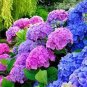 200 PCS Seeds Phlox Flower Outdoor Bonsai Plant for Home Garden Blooming Plants