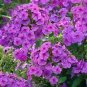 200 PCS Seeds Phlox Flower Outdoor Bonsai Plant for Home Garden Blooming Plants