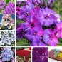 200 PCS Seeds Phlox Flower Outdoor Bonsai Plant for Home Garden Blooming Plants