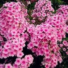100 PCS Seeds Phlox paniculata 100 PCS Seeds Phlox paniculata