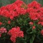 100 PCS Seeds Phlox paniculata