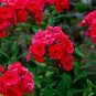 100 PCS Seeds Phlox paniculata