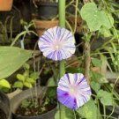 20 PCS Seeds Phoebe Pharbitis Morning Glory Climbing Flowers
