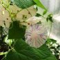 20 PCS Seeds Phoebe Pharbitis Morning Glory Climbing Flowers