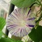 20 PCS Seeds Phoebe Pharbitis Morning Glory Climbing Flowers