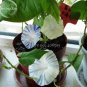 20 PCS Seeds Phoebe Pharbitis Morning Glory Climbing Flowers