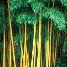 30 PCS Seeds Phyllostachys Viridis 'Sulfurea' Yellwo Green Striped Bamboo