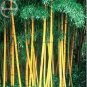30 PCS Seeds Phyllostachys Viridis 'Sulfurea' Yellwo Green Striped Bamboo