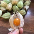 20 PCS Seeds Physalis Peruviana Delicious Fruit Golden Berry 20 PCS Seeds Physalis Peruviana Delicious Fruit Golden Berry