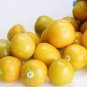 20 PCS Seeds Physalis Peruviana Delicious Fruit Golden Berry