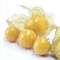 20 PCS Seeds Physalis Peruviana Delicious Fruit Golden Berry